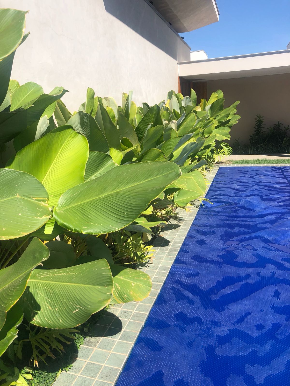 Pimenteiras ornamentais